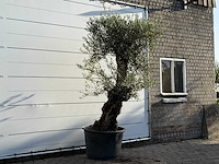 Olijfboom bonsai - olea europaea - ca. 100 jaar oud - hoogte ca. 260 cm - afbeelding 3 van  3