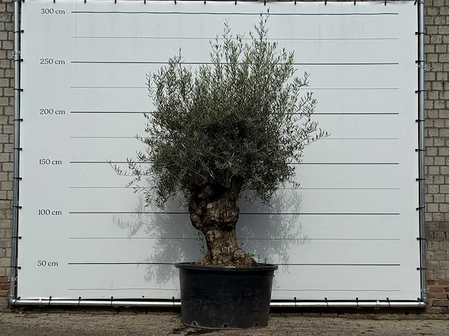 Olijfboom bonsai - olea europaea - ca. 100 jaar oud - hoogte ca. 260 cm - afbeelding 1 van  4
