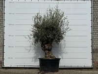 Olijfboom bonsai - olea europaea - ca. 100 jaar oud - hoogte ca. 260 cm