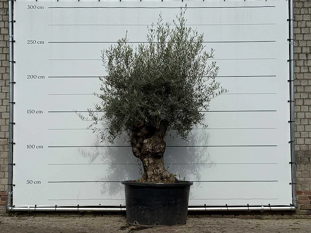 Olijfboom bonsai - olea europaea - ca. 100 jaar oud - hoogte ca. 260 cm - afbeelding 2 van  4