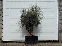 Olijfboom bonsai - olea europaea - ca. 100 jaar oud - hoogte ca. 260 cm - afbeelding 2 van  4