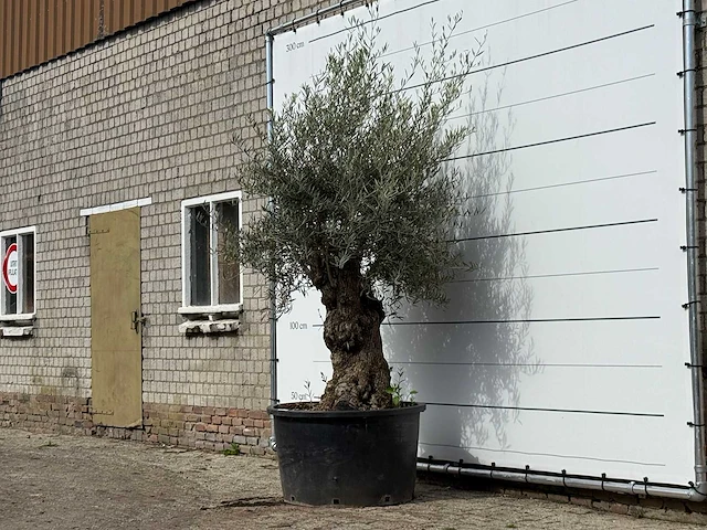 Olijfboom bonsai - olea europaea - ca. 100 jaar oud - hoogte ca. 260 cm - afbeelding 3 van  4