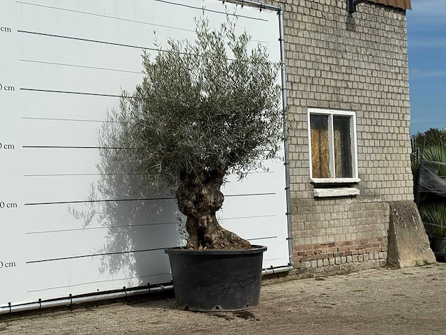 Olijfboom bonsai - olea europaea - ca. 100 jaar oud - hoogte ca. 260 cm - afbeelding 4 van  4