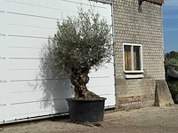 Olijfboom bonsai - olea europaea - ca. 100 jaar oud - hoogte ca. 260 cm - afbeelding 4 van  4