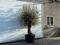Olijfboom bonsai - olea europaea - ca. 100 jaar oud - hoogte ca. 270 cm - afbeelding 3 van  3