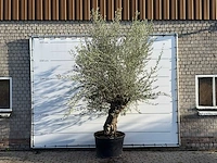 Olijfboom bonsai - olea europaea - ca. 100 jaar oud - hoogte ca. 270 cm