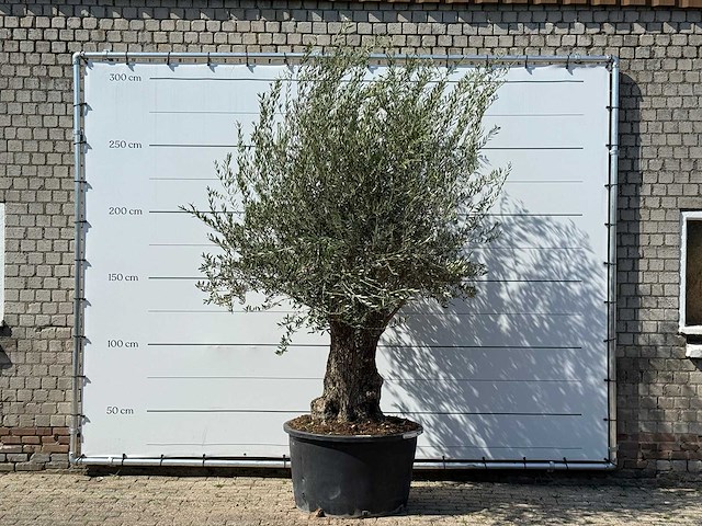 Olijfboom bonsai - olea europaea - ca. 100 jaar oud - hoogte ca. 280 cm - afbeelding 1 van  5