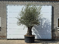 Olijfboom bonsai - olea europaea - ca. 100 jaar oud - hoogte ca. 280 cm - afbeelding 1 van  5