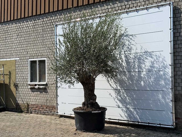 Olijfboom bonsai - olea europaea - ca. 100 jaar oud - hoogte ca. 280 cm - afbeelding 2 van  5