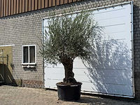 Olijfboom bonsai - olea europaea - ca. 100 jaar oud - hoogte ca. 280 cm - afbeelding 2 van  5