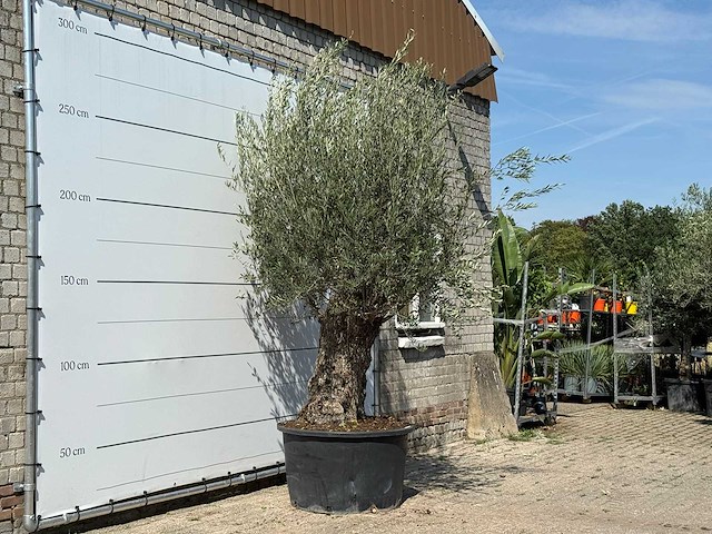Olijfboom bonsai - olea europaea - ca. 100 jaar oud - hoogte ca. 280 cm - afbeelding 3 van  5
