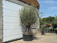 Olijfboom bonsai - olea europaea - ca. 100 jaar oud - hoogte ca. 280 cm - afbeelding 3 van  5