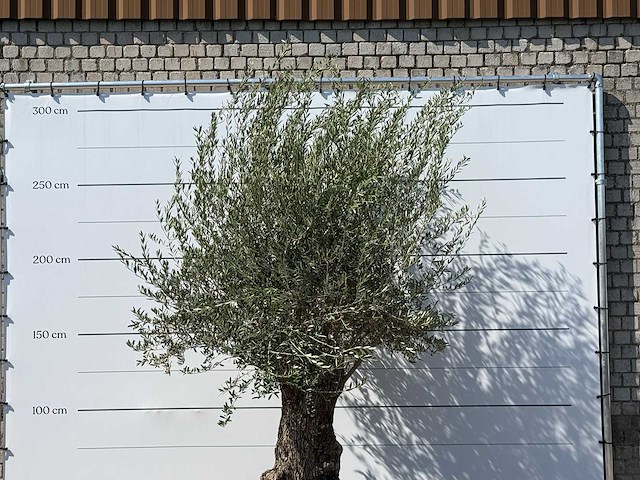 Olijfboom bonsai - olea europaea - ca. 100 jaar oud - hoogte ca. 280 cm - afbeelding 4 van  5