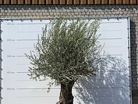 Olijfboom bonsai - olea europaea - ca. 100 jaar oud - hoogte ca. 280 cm - afbeelding 4 van  5