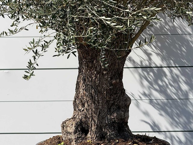 Olijfboom bonsai - olea europaea - ca. 100 jaar oud - hoogte ca. 280 cm - afbeelding 5 van  5