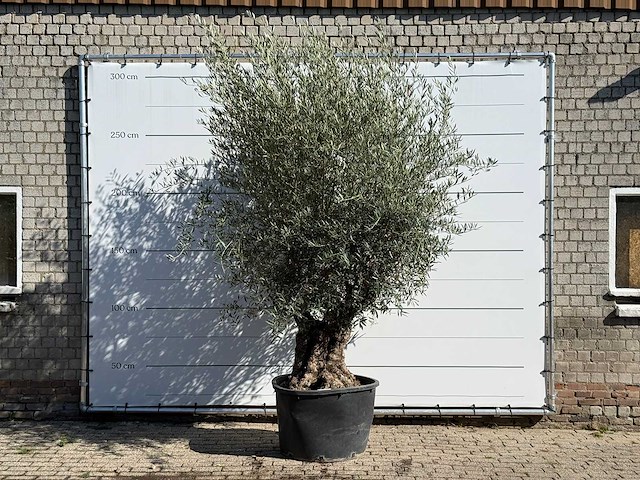Olijfboom bonsai - olea europaea - ca. 100 jaar oud - hoogte ca. 280 cm - afbeelding 1 van  3