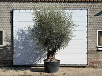 Olijfboom bonsai - olea europaea - ca. 100 jaar oud - hoogte ca. 280 cm - afbeelding 1 van  3