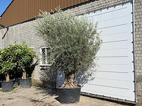 Olijfboom bonsai - olea europaea - ca. 100 jaar oud - hoogte ca. 280 cm - afbeelding 2 van  3