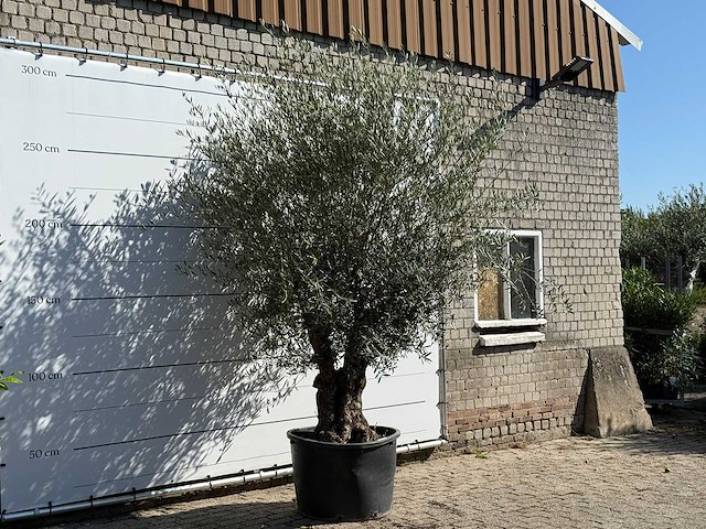 Olijfboom bonsai - olea europaea - ca. 100 jaar oud - hoogte ca. 280 cm - afbeelding 3 van  3