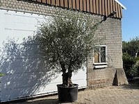 Olijfboom bonsai - olea europaea - ca. 100 jaar oud - hoogte ca. 280 cm - afbeelding 3 van  3