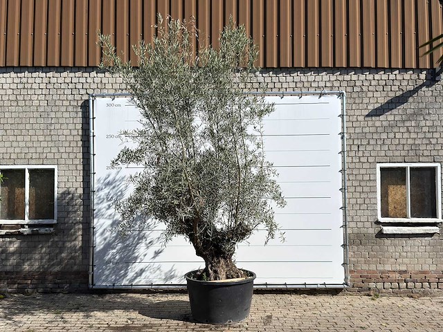 Olijfboom bonsai - olea europaea - ca. 100 jaar oud - hoogte ca. 280 cm - afbeelding 1 van  1
