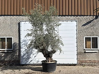 Olijfboom bonsai - olea europaea - ca. 100 jaar oud - hoogte ca. 280 cm - afbeelding 1 van  1
