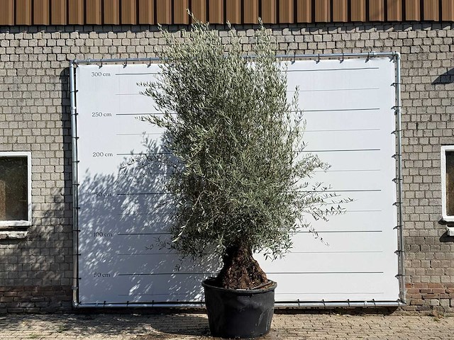 Olijfboom bonsai - olea europaea - ca. 100 jaar oud - hoogte ca. 280 cm - afbeelding 2 van  3