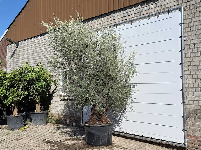 Olijfboom bonsai - olea europaea - ca. 100 jaar oud - hoogte ca. 280 cm - afbeelding 1 van  3