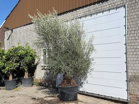 Olijfboom bonsai - olea europaea - ca. 100 jaar oud - hoogte ca. 280 cm