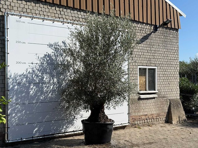 Olijfboom bonsai - olea europaea - ca. 100 jaar oud - hoogte ca. 280 cm - afbeelding 3 van  3