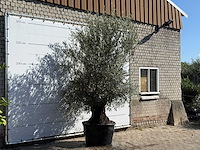Olijfboom bonsai - olea europaea - ca. 100 jaar oud - hoogte ca. 280 cm - afbeelding 3 van  3