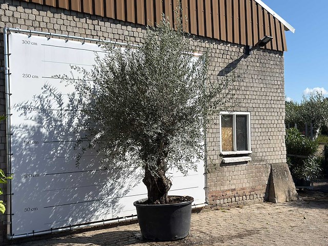 Olijfboom bonsai - olea europaea - ca. 100 jaar oud - hoogte ca. 280 cm - afbeelding 1 van  1