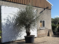 Olijfboom bonsai - olea europaea - ca. 100 jaar oud - hoogte ca. 280 cm - afbeelding 1 van  1
