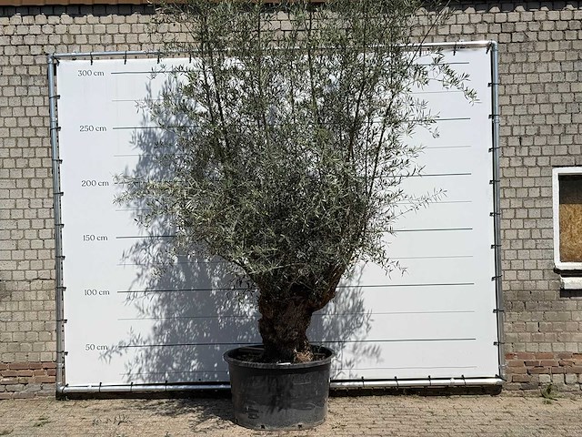 Olijfboom bonsai - olea europaea - ca. 100 jaar oud - hoogte ca. 280 cm - afbeelding 1 van  5