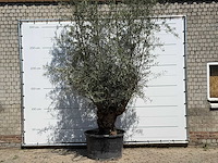 Olijfboom bonsai - olea europaea - ca. 100 jaar oud - hoogte ca. 280 cm - afbeelding 1 van  5