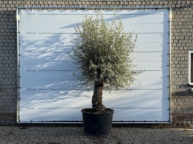 Olijfboom bonsai - olea europaea - ca. 100 jaar oud - hoogte ca. 280 cm - afbeelding 1 van  3