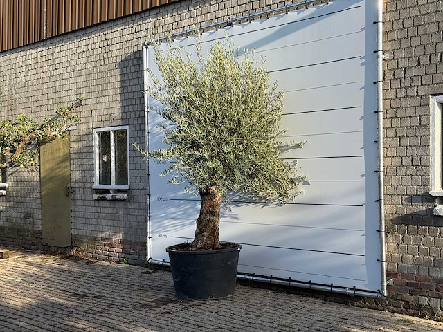 Olijfboom bonsai - olea europaea - ca. 100 jaar oud - hoogte ca. 280 cm - afbeelding 2 van  3