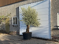 Olijfboom bonsai - olea europaea - ca. 100 jaar oud - hoogte ca. 280 cm - afbeelding 2 van  3