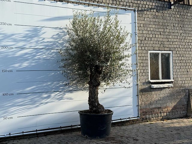 Olijfboom bonsai - olea europaea - ca. 100 jaar oud - hoogte ca. 280 cm - afbeelding 3 van  3