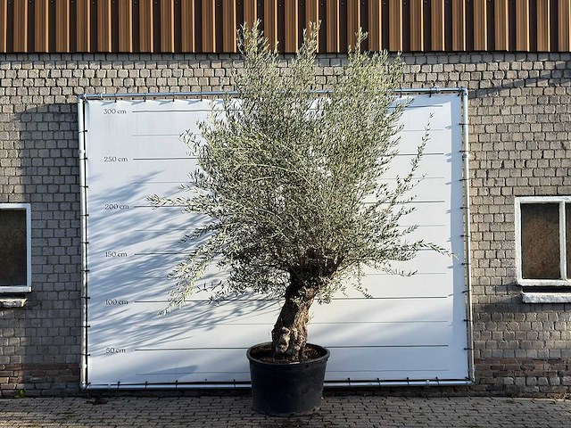 Olijfboom bonsai - olea europaea - ca. 100 jaar oud - hoogte ca. 280 cm - afbeelding 1 van  3