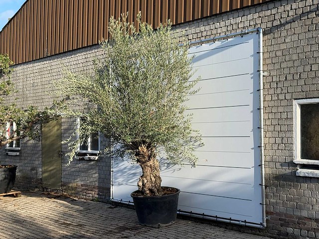 Olijfboom bonsai - olea europaea - ca. 100 jaar oud - hoogte ca. 280 cm - afbeelding 2 van  3