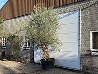 Olijfboom bonsai - olea europaea - ca. 100 jaar oud - hoogte ca. 280 cm - afbeelding 2 van  3