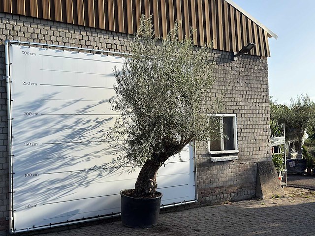Olijfboom bonsai - olea europaea - ca. 100 jaar oud - hoogte ca. 280 cm - afbeelding 3 van  3