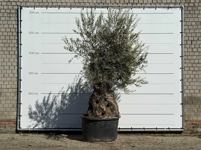 Olijfboom bonsai - olea europaea - ca. 100 jaar oud - hoogte ca. 280 cm - afbeelding 1 van  3