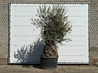 Olijfboom bonsai - olea europaea - ca. 100 jaar oud - hoogte ca. 280 cm