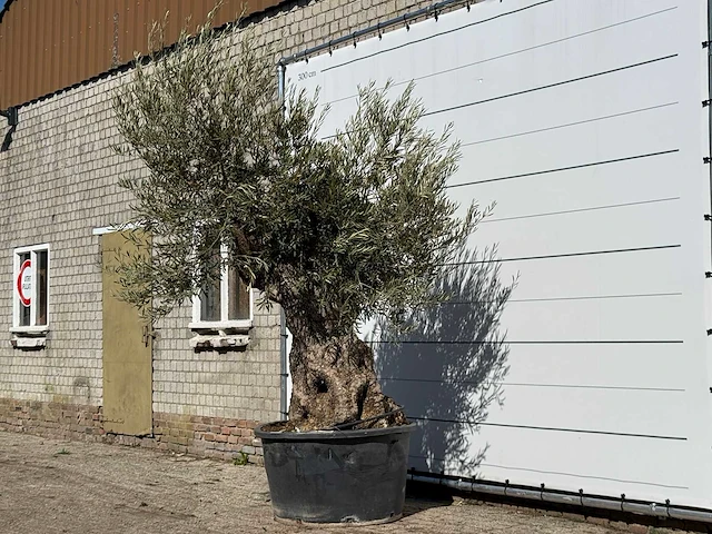 Olijfboom bonsai - olea europaea - ca. 100 jaar oud - hoogte ca. 280 cm - afbeelding 2 van  3