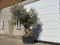 Olijfboom bonsai - olea europaea - ca. 100 jaar oud - hoogte ca. 280 cm - afbeelding 2 van  3