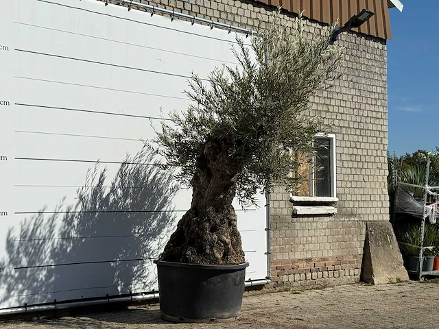 Olijfboom bonsai - olea europaea - ca. 100 jaar oud - hoogte ca. 280 cm - afbeelding 3 van  3