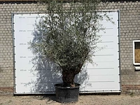 Olijfboom bonsai - olea europaea - ca. 100 jaar oud - hoogte ca. 280 cm