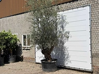 Olijfboom bonsai - olea europaea - ca. 100 jaar oud - hoogte ca. 280 cm - afbeelding 2 van  5